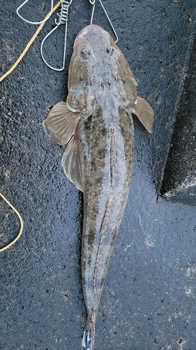 マゴチの釣果