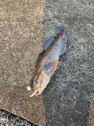 アブラコの釣果