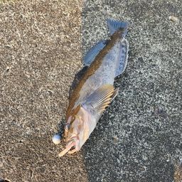 アブラコ