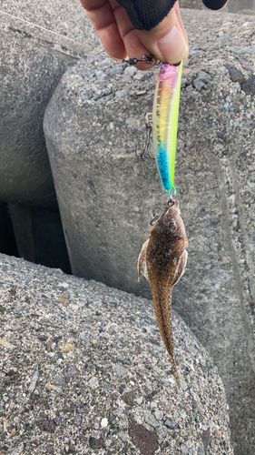 アナハゼの釣果