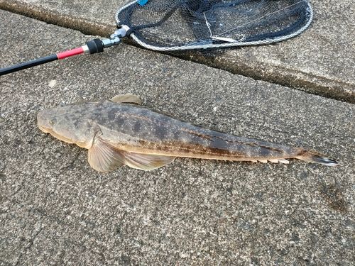 マゴチの釣果