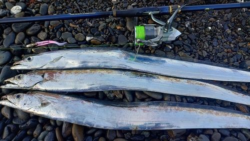 タチウオの釣果