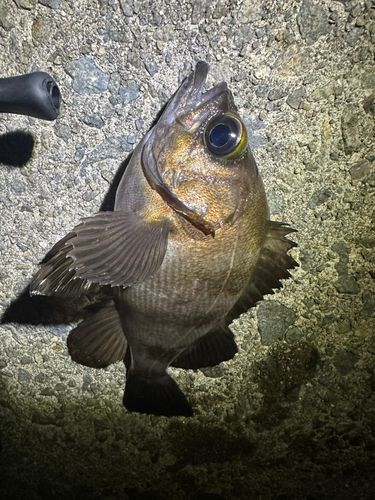 クロメバルの釣果