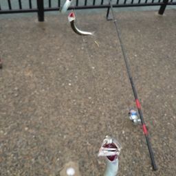 カタクチイワシ