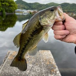 ラージマウスバス