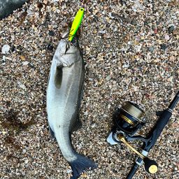 セイゴ（マルスズキ）