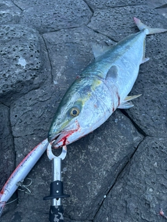ヤズの釣果