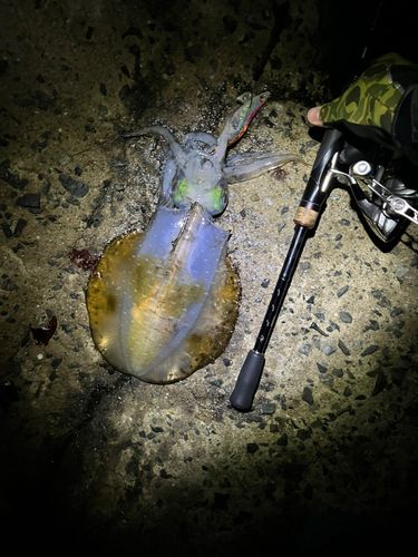 アオリイカの釣果