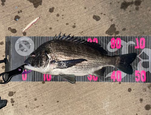 クロダイの釣果