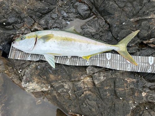 ヒラマサの釣果
