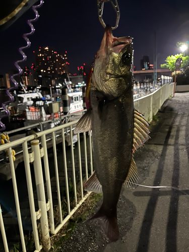シーバスの釣果
