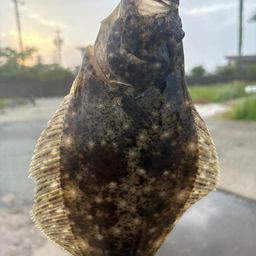 ヒラメ