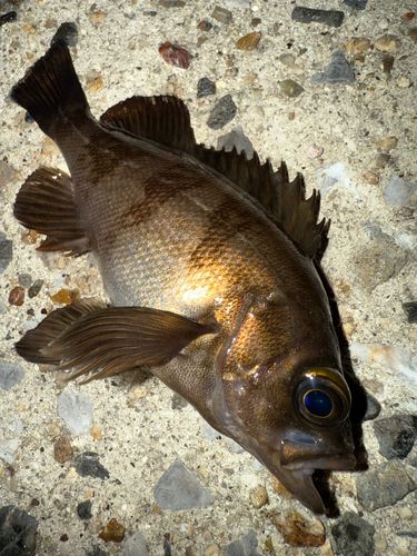 メバルの釣果