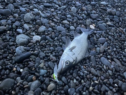 セイゴ（ヒラスズキ）の釣果