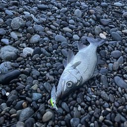 セイゴ（ヒラスズキ）