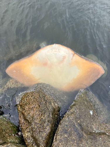 ツバクロエイの釣果