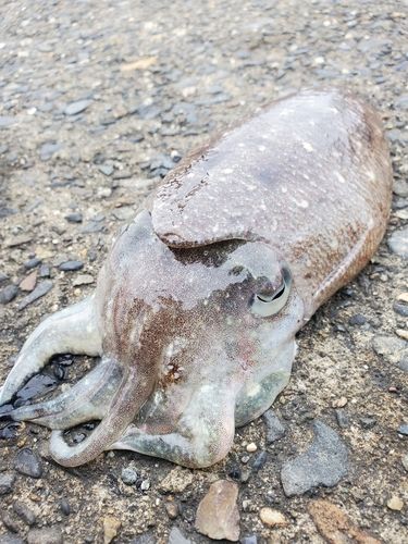 スミイカの釣果