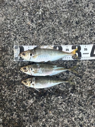 アジの釣果