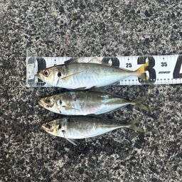 アジ