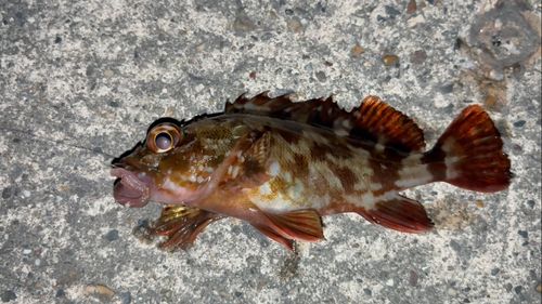 カサゴの釣果