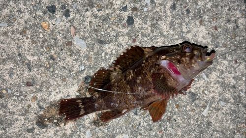 ムラソイの釣果