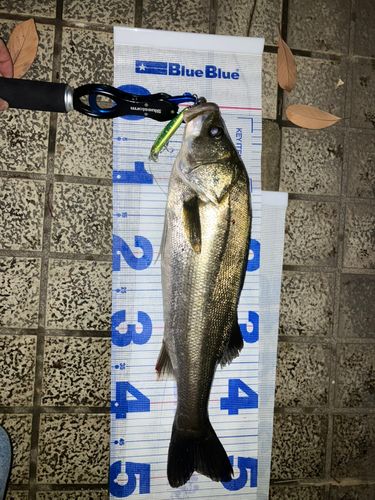 セイゴ（マルスズキ）の釣果