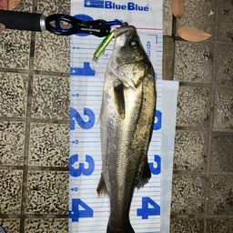 セイゴ（マルスズキ）