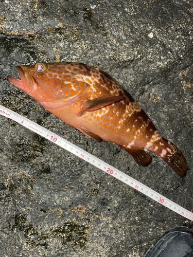 キジハタの釣果