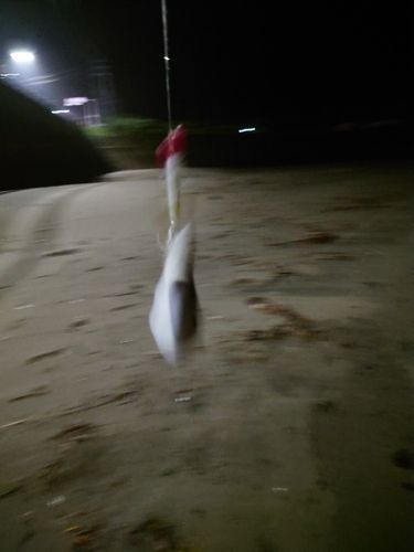 クサフグの釣果