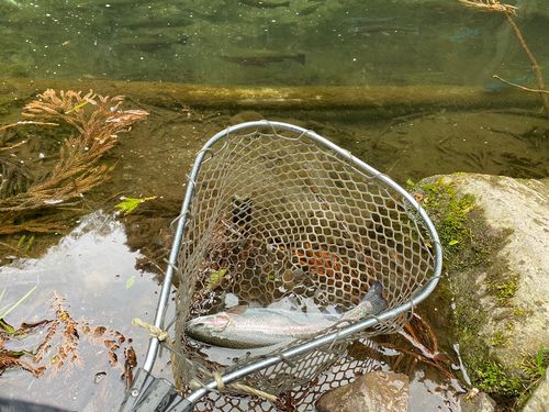 イワナの釣果