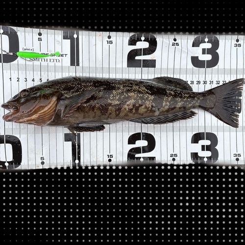 アイナメの釣果