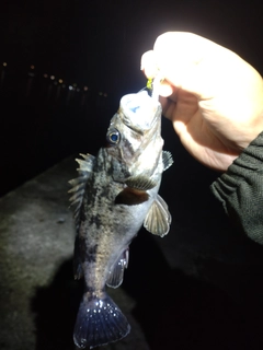 釣果