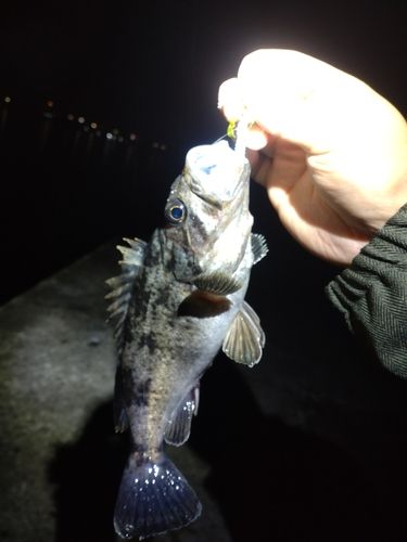 釣果