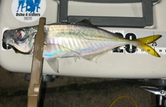 マアジの釣果