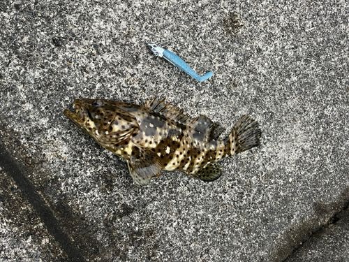 ヤイトハタの釣果