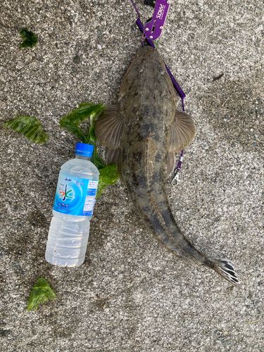 マゴチの釣果
