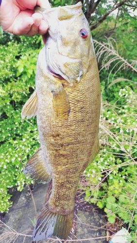 スモールマウスバスの釣果