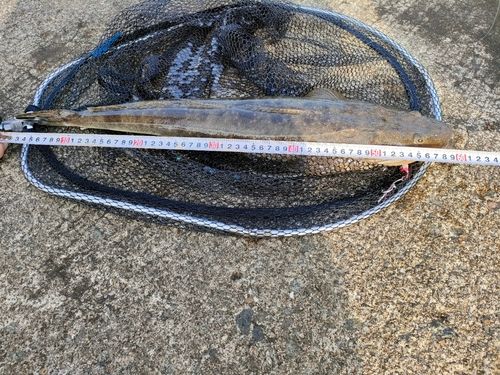 マゴチの釣果