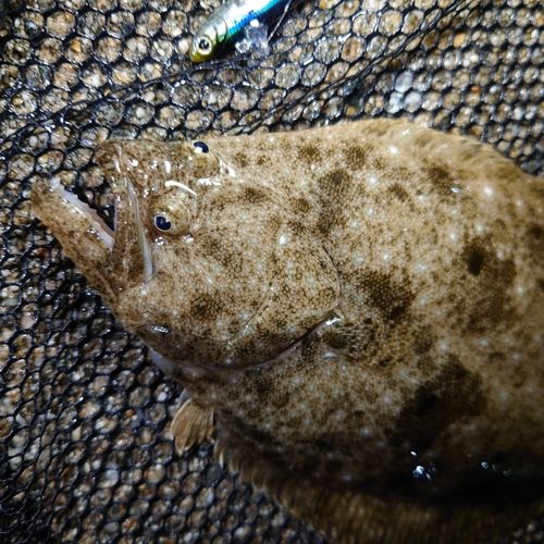 ヒラメの釣果