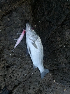 ヒラスズキの釣果