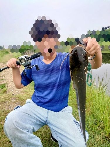 ナマズの釣果