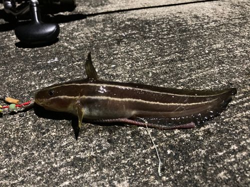 ゴンズイの釣果