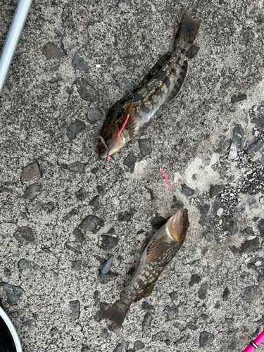 アイナメの釣果