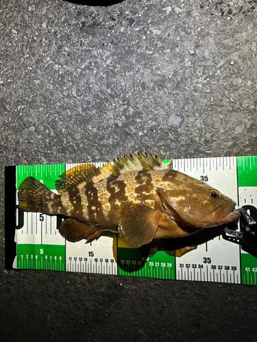 アコウの釣果