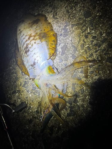 アオリイカの釣果