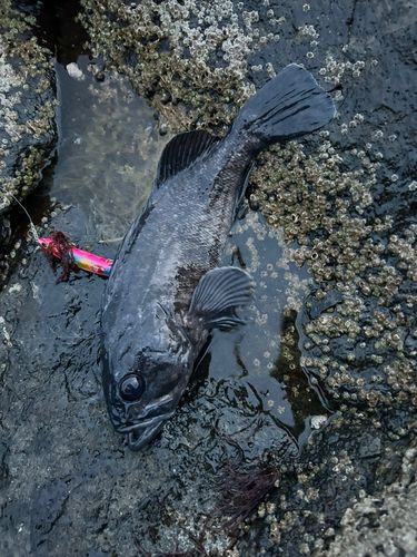 クロソイの釣果