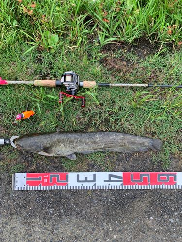 ナマズの釣果