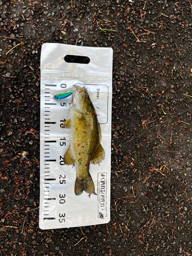 スモールマウスバスの釣果