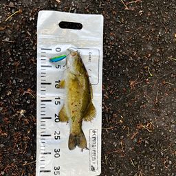 スモールマウスバス