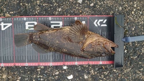 タケノコメバルの釣果